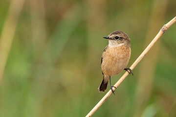 Female Pied Bushchat perching on a perch  looking into a distance