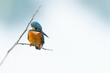 Common Kingfisher perching on a perch looking into a distance