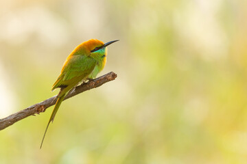 Green Bee-eaters perching on a perch looking into a distance