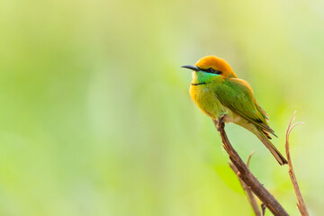 Green Bee-eaters perching on a perch looking into a distance