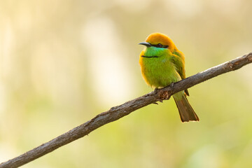 Green Bee-eaters perching on a perch looking into a distance