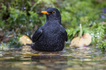 Amsel (Turdus merula) Männchen