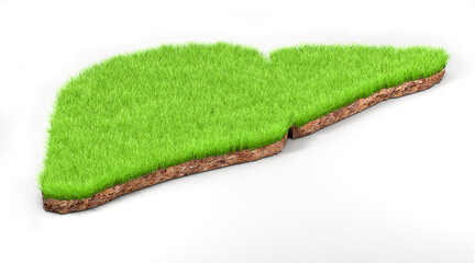 Liver shape made of green grass and piece of soil land. Liver concept. 3d illustration. 