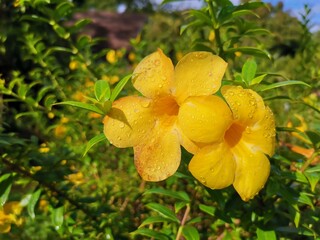 yellow flowers blooming in the morning