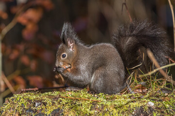 Eichhörnchen (Sciurus vulgaris)