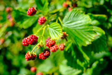 Ripe raspberry on green branch in forest