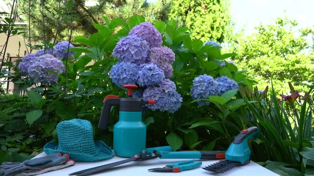 Multicolored hydrangea flowers touch in the wind and garden tools for gardening. Garden as a hobby concept