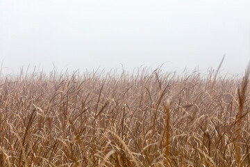 orange reeds in misty morning. Brushwood of cane blowing in the wind. Autumn natural scene