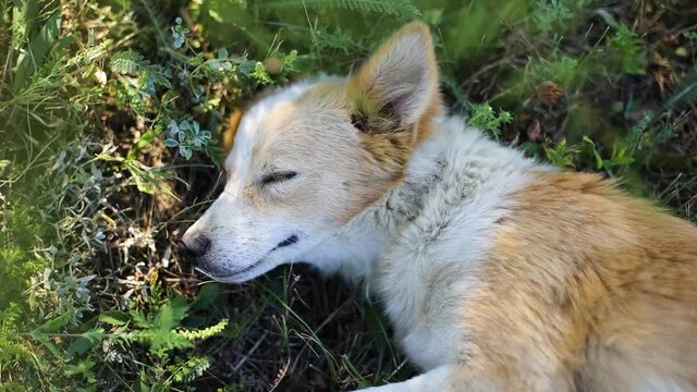Ginger striped puppy falls asleep on green grass. A cute dog lies on his back and looks at the camera in the rays of sunlight. Hygge and cozy morning