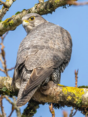 Gyrfalcon, the Largest Falcon in the World