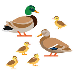 Duck, drake and ducklings. Family of ducks in vector style.