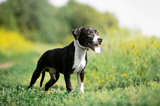 Beautiful American Staffordshire Terrier puppies running on green grass