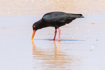 one African black oystercatcher feeding on the beach