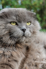 Naklejka na ściany i meble Scottish cat with long fur and small ears. Hazel eyes. The pet is lying in the garden.