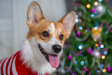 Happy dog welsh corgi pembroke in a red sweater is sitting against the background of a christmas tree at home smiling with tongue and getting ready to celebrate the upcoming holiday.