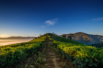 Fototapeta na wymiar Dawn in the valley Vietnam
