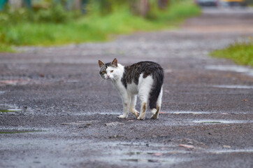 Naklejka na ściany i meble a stray cat is walking down the street
