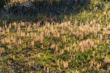 Mass Population of the carnivorous Sundew Drosera ramellosa in it's natural habitat close to Esperance in Western Australia