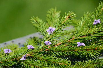 Composition with a fir branch and small purple flowers, postcard for congratulations and...