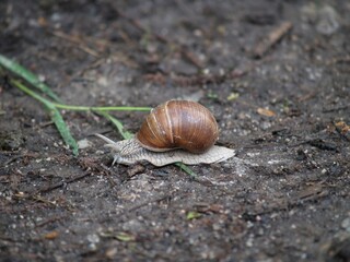 snail on a leaf