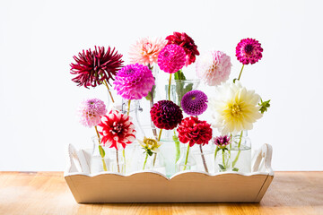 The bright dahlias in glass bottles against white wall background