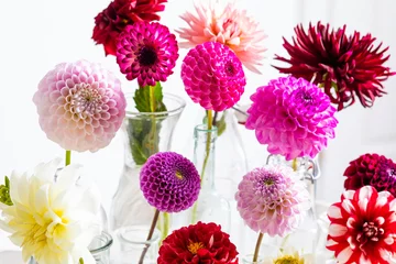 Deurstickers The delicate and colorful dahlia flowers during flowering © oksix