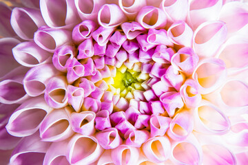 Top view of bud dahlia with pink petals different shades
