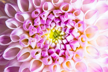 Draufsicht auf Knospendahlie mit rosa Blütenblättern in verschiedenen Farbtönen © oksix