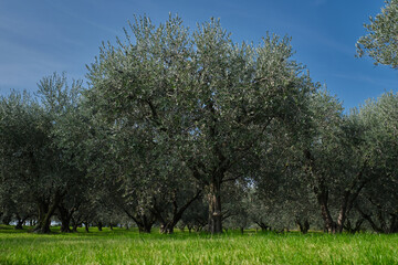 Traditional plantation of olive trees in Italy. Trees in a row. Ripe olive plantations. Plantation...