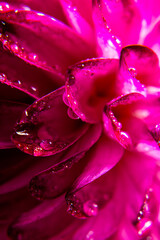 Super macro water drops on the pink dahlia