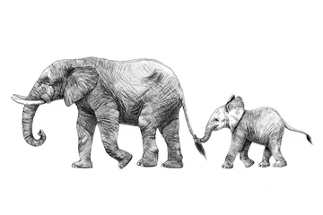 Foto op Aluminium Beautiful stock pencil illustration with safari elephant family. © zenina