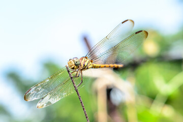 Macro picture of dragonfly, Dragonfly in the natural habitat.
