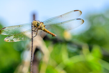 Macro picture of dragonfly, Dragonfly in the natural habitat.
