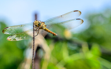 Macro picture of dragonfly, Dragonfly in the natural habitat.
