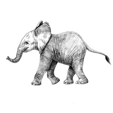 Beautiful stock pencil illustration with safari little baby elephant animal.