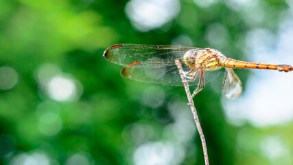 Macro picture of dragonfly, Dragonfly in the natural habitat.
