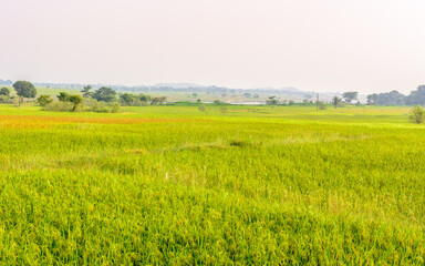 Agricultural paddy farm fields in rural India