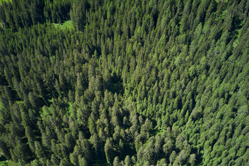 Aerial view of a pine forest in the Alps. Fir-trees in the mountains from a bird's-eye view. Green spruce on the slope aerial view.