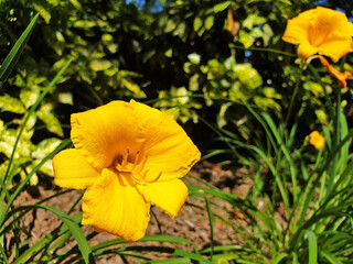 Obraz premium Yellow flower Hemerocallis ( Lilium bulbiferum, Narcissus ) blooming on the sunny day.