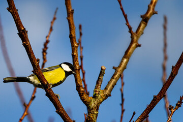 yellow wagtail on a branch
