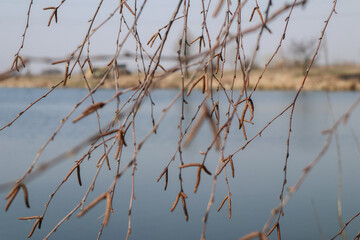 Spring landscape. Against the background of blue water in the pond. Birch branches used to be windy.