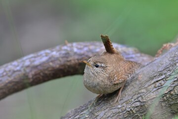 The Eurasian wren in the nature habitat. (Troglodytes troglodytes). Very small bird. Wildlife scene from czech nature.