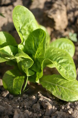 Salade