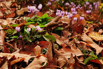 Blooming cyclamen, autumnal foliage, focus area in the foreground, in the blurred background more plants, a genus of plants in the myrsine family, Myrsinoideae, within the primrose family, Primulaceae