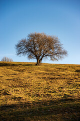 Fototapeta premium Beautiful lonely tree without leaves on green and brown meadow and clear sky in autumn, Lessinia Plateau, Veneto, Verona province, Italy, Europe.