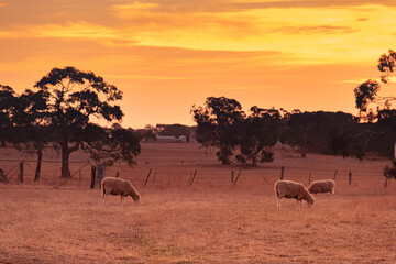 Flock of sheep at an outback farm under an amazing sunburnt orange sky in Victoria Australia.
