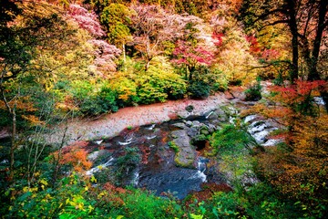 秋の菊池渓谷