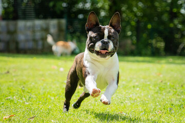 Boston terrier puppy dog running trough field happy