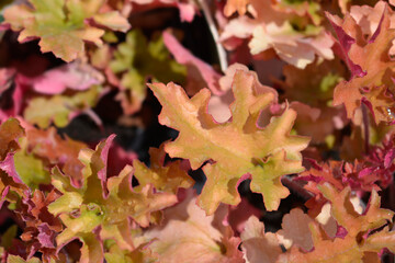 Coral Bells Marmelade