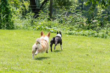 Naklejka na ściany i meble Corgi and boston terrier puppy dogs playing in field grass running
